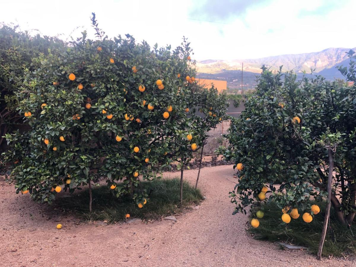 Afrikan Krisant Tenerife, Casa Rural Ecologica Arafo Bagian luar foto