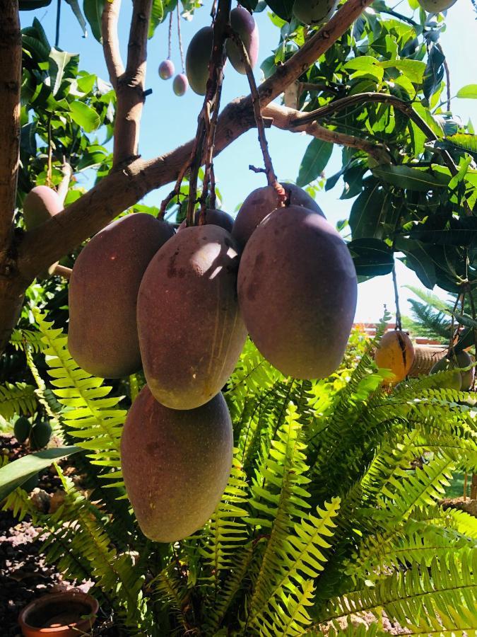 Afrikan Krisant Tenerife, Casa Rural Ecologica Arafo Bagian luar foto