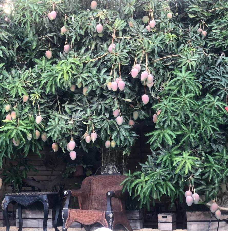 Afrikan Krisant Tenerife, Casa Rural Ecologica Arafo Bagian luar foto