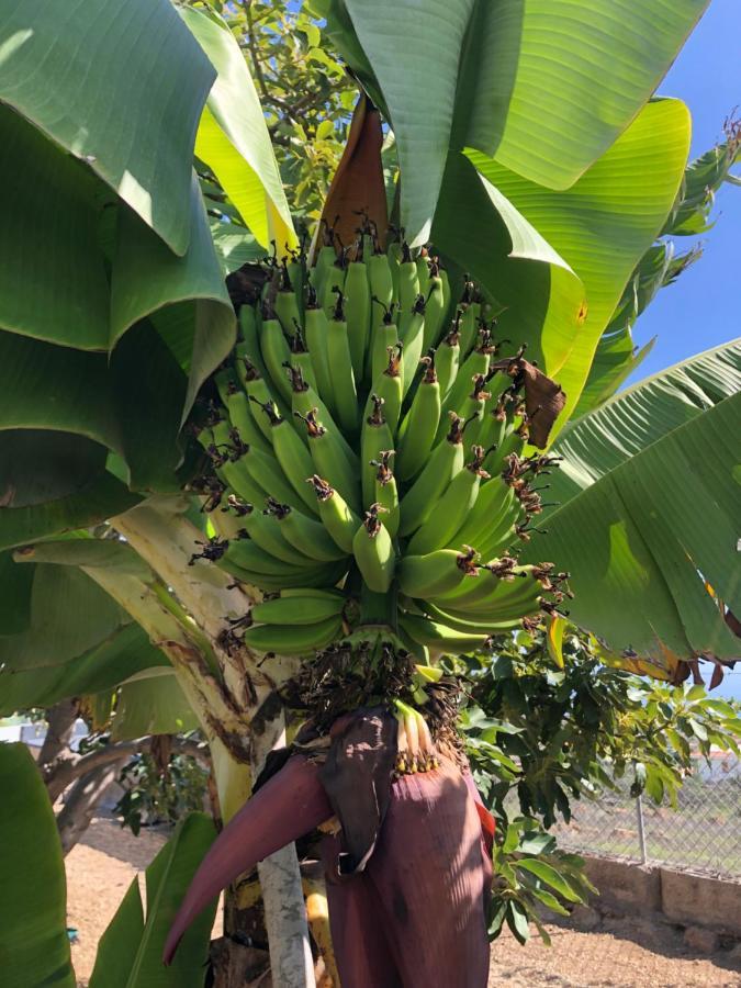Afrikan Krisant Tenerife, Casa Rural Ecologica Arafo Bagian luar foto