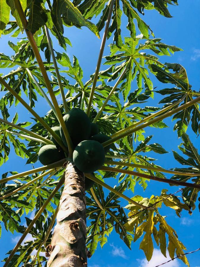 Afrikan Krisant Tenerife, Casa Rural Ecologica Arafo Bagian luar foto