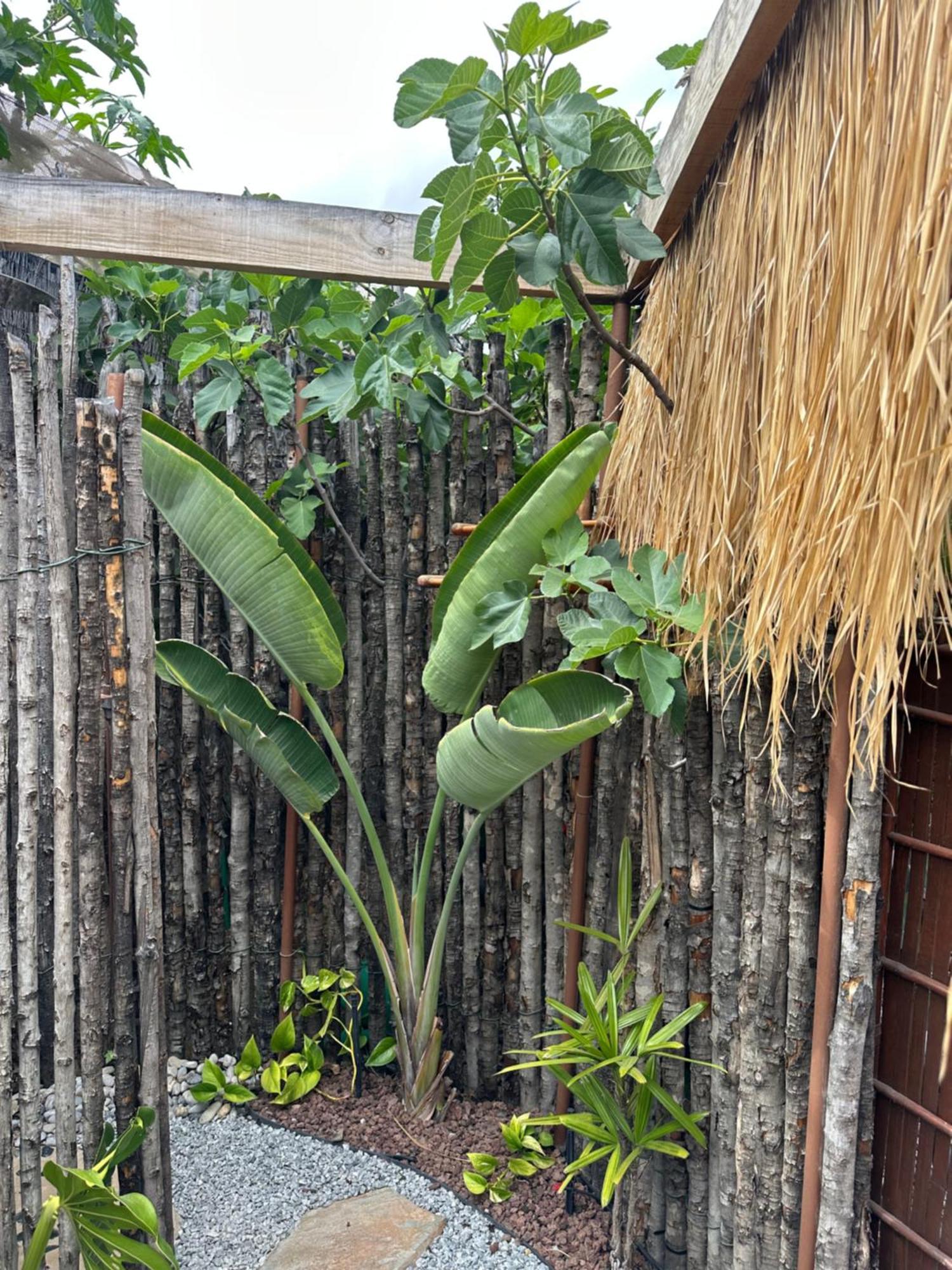 Afrikan Krisant Tenerife, Casa Rural Ecologica Arafo Bagian luar foto